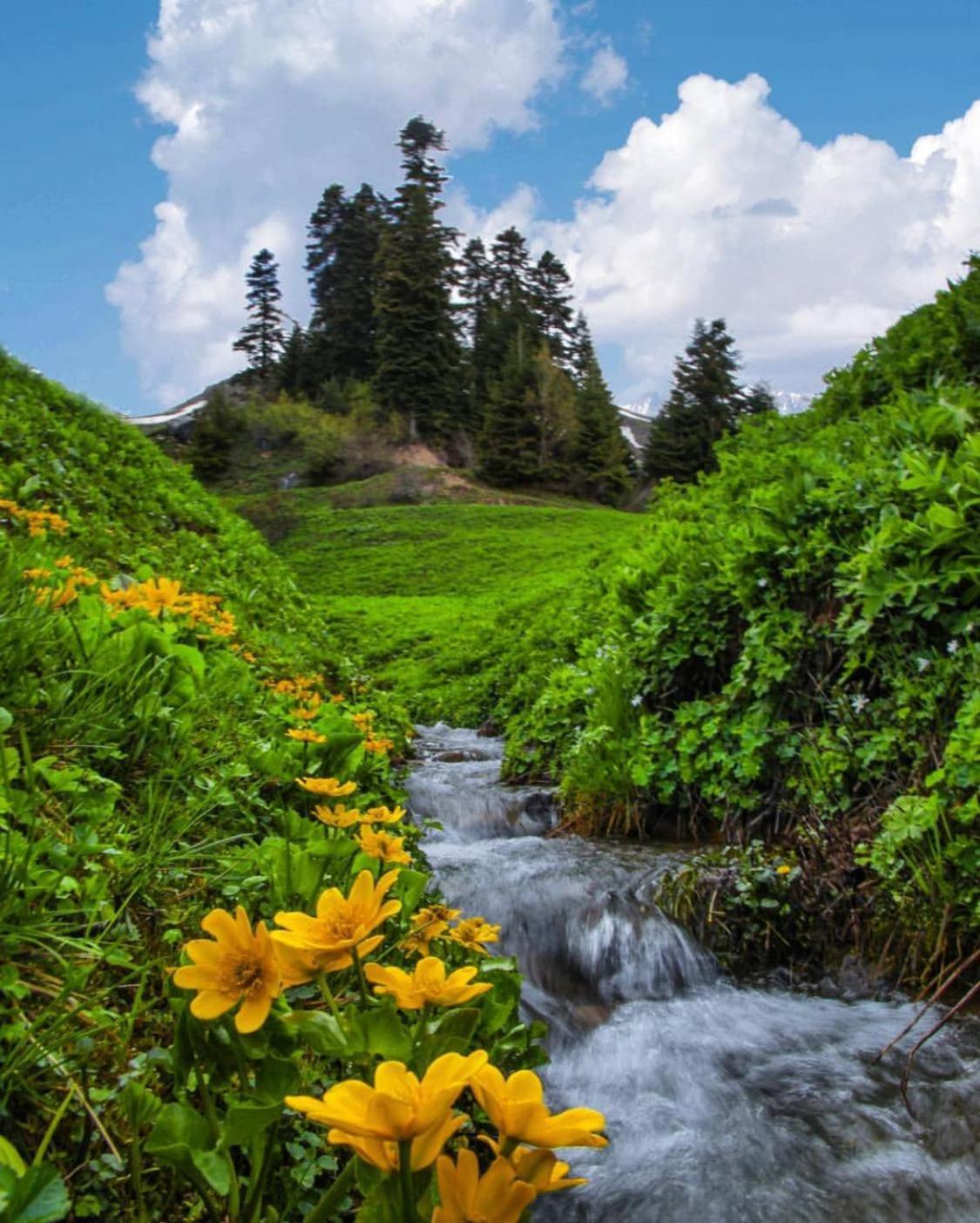 Black Forest Hotel Savsat Bagian luar foto